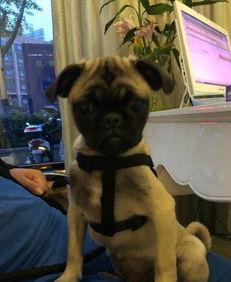 巴哥爆料最新人物是谁,揭秘最新神秘人物身份之谜